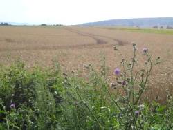 Hasperde, ein Hauch von Sommer @ das-moft.de